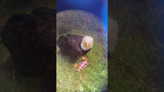 Mighty Bald Eagle Eating Dead Meat