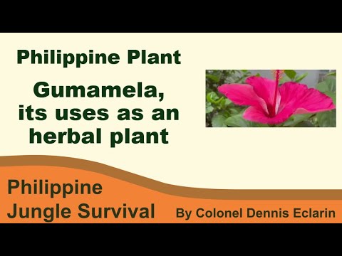 Gumamela plant and its uses as a herbal plant (Philippine Plants, Medicinal Plant)