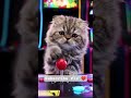 Cute Cat Trying To Play The Game 🎮😦 Subscribe Plz 💜