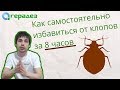 Вывести клопов в домашних условиях за 1 день без вреда для детей