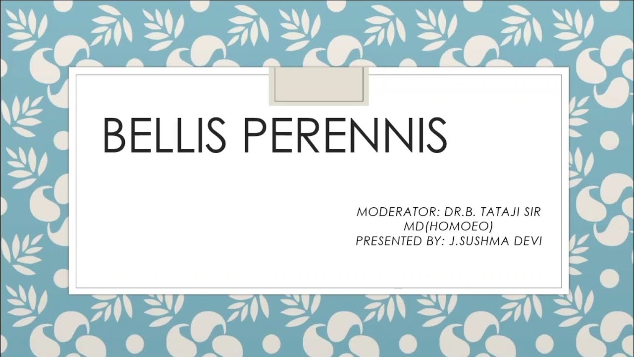 BELLIS PERENNIS | DRUG PICTURE 