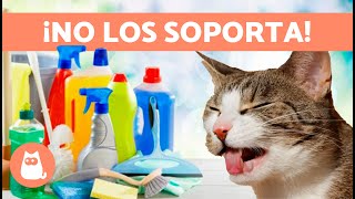 10 OLORES que ODIAN los GATOS 🐱❌ ¡No los Soportan! by ExpertoAnimal 6,644 views 1 month ago 4 minutes, 25 seconds