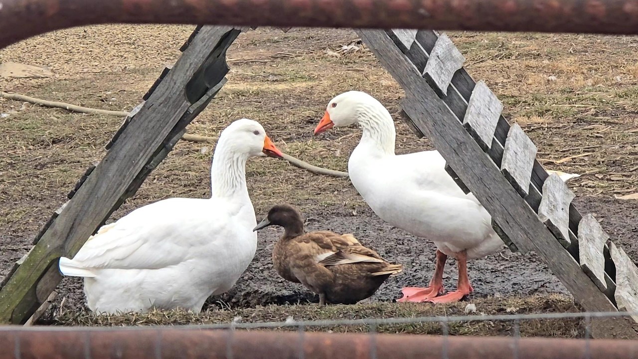ЖОНГЛИСТЫЕ ДЖАМБО! _ БЕЗУМНОЕ ОТКРЫТИЕ АМБАРА В МАРТЕ! // Whitt Acres