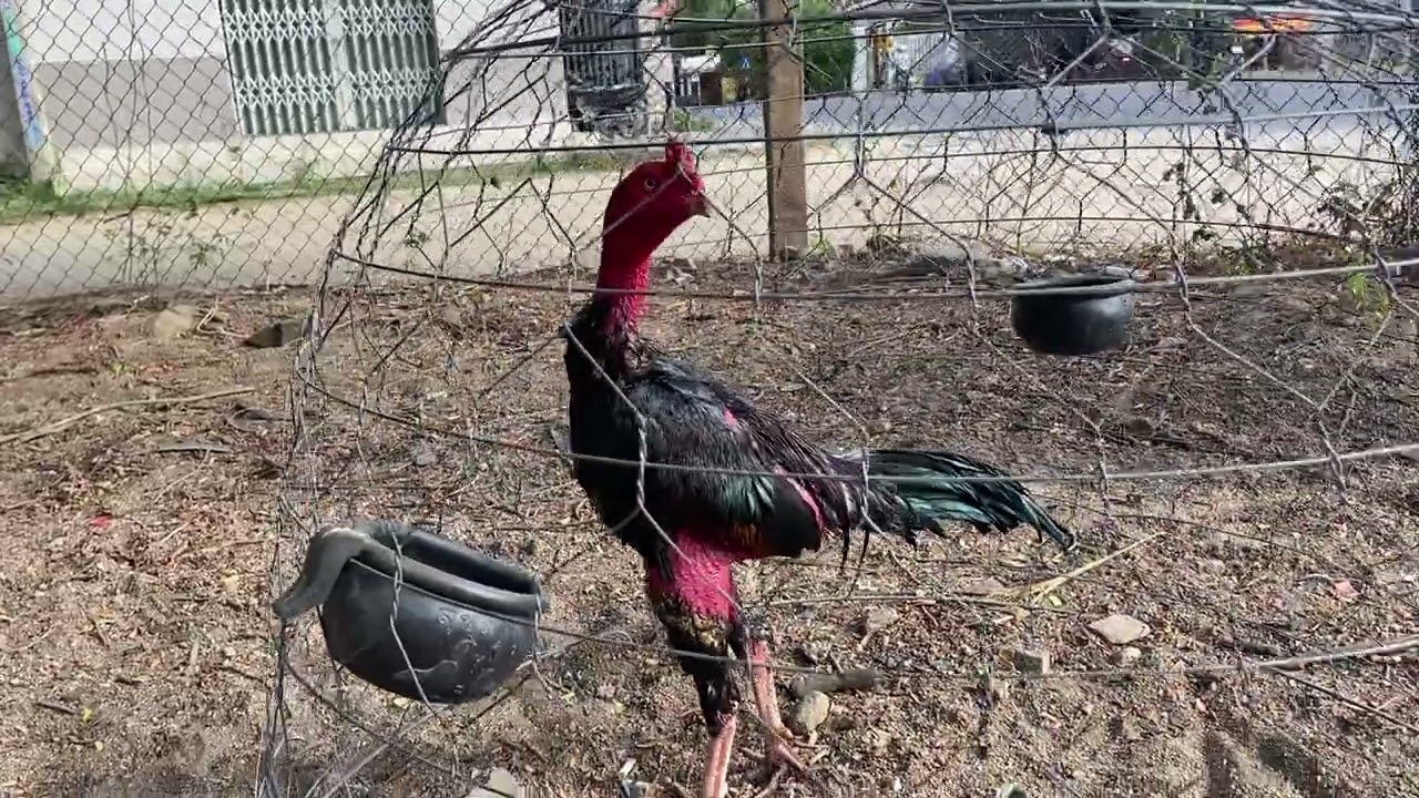 Ngày 12/02/2026 gà tia tơ 3.1.( 3ngày nữa ra chiến trường nhằm ngày 28 Tết..