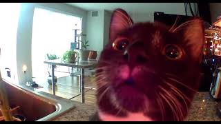 Kitten Thinks Im Stuck In Camera Full Version Original
