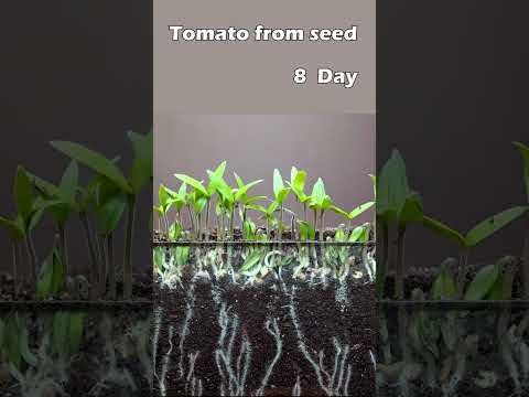 Growing tomato from seed