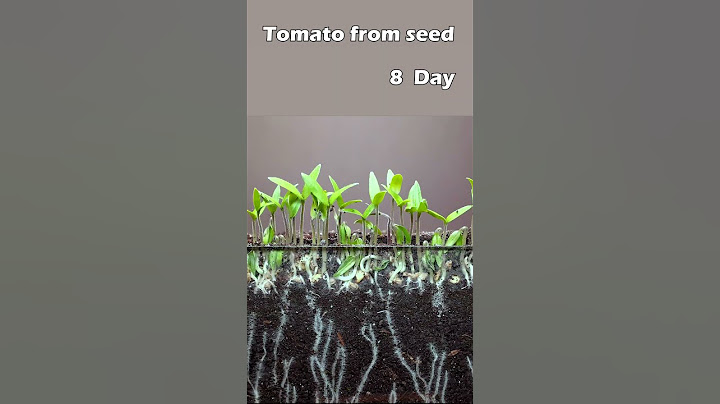 Growing tomato from seed