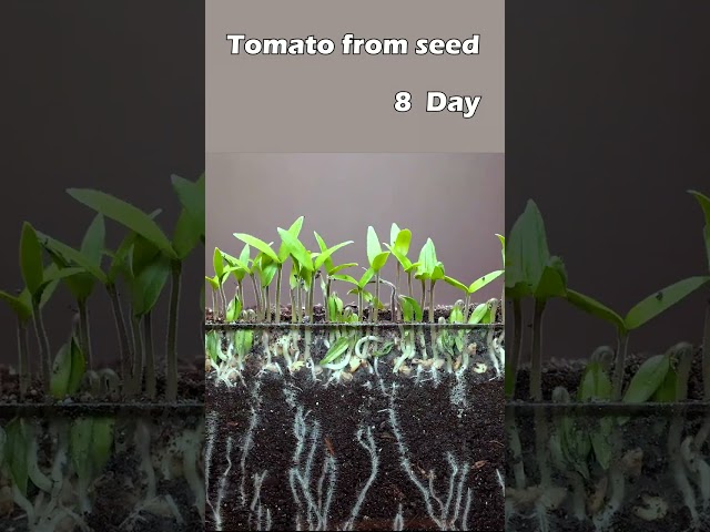 Growing tomato from seed class=