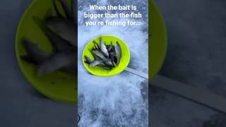 Stocking Bait In The Pond