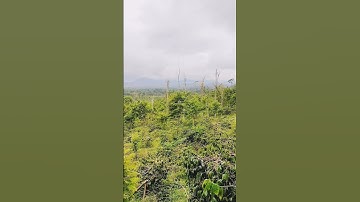 Beautiful coffee plantation #beautifulplace #coffeeplantation #naturalbeauty #mountainview #shorts