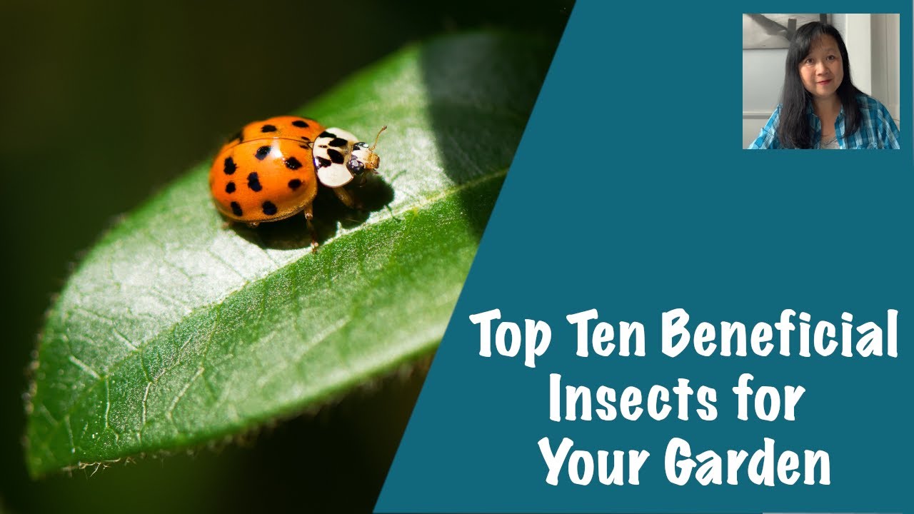 Top Ten Beneficial Bugs for Your Garden YouTube
