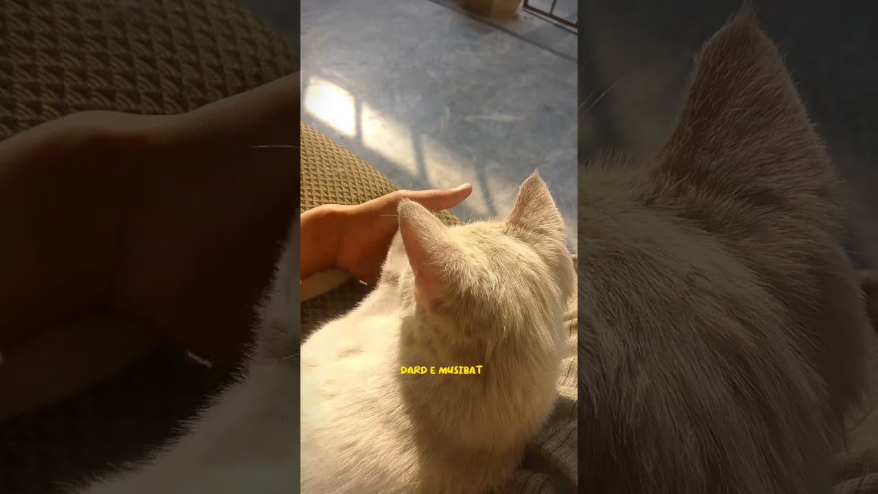 Allah mery kardy karam tu♥️🌸