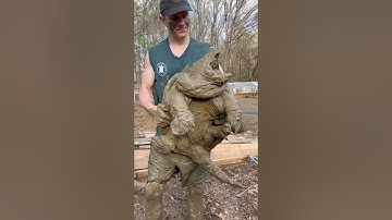 A massive 120 pound Alligator Snapping Turtle 😳