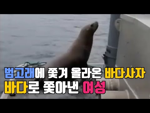 [영상뉴스] 컬러 범고래 피해 갑판에 올라온 바다사자 바다로 쫓아낸 여성