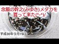 念願の幹之《ミユキ》めだかを買って来た(^-^)/