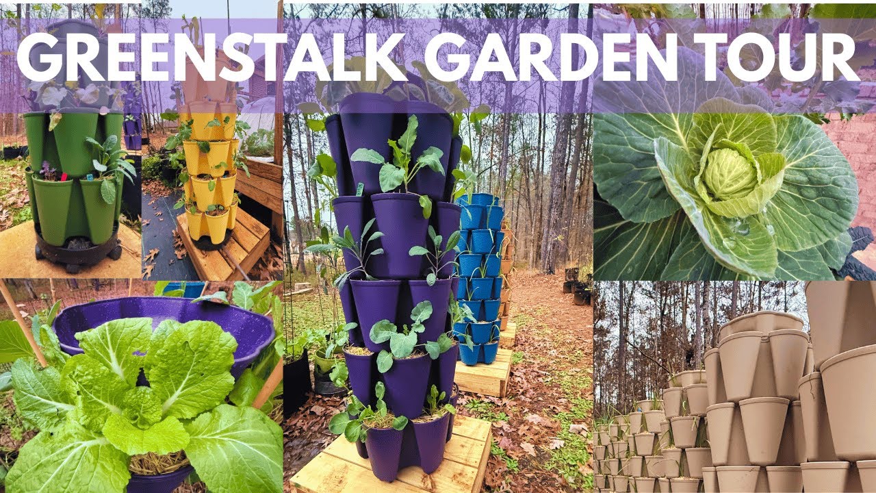 Экскурсия по саду Greenstalk и сбор урожая | Декабрь 2025 года