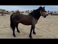 Мугалжар жылкысы / Mugalzhar horse