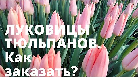 Можно ли ввозить луковицы тюльпанов в Россию