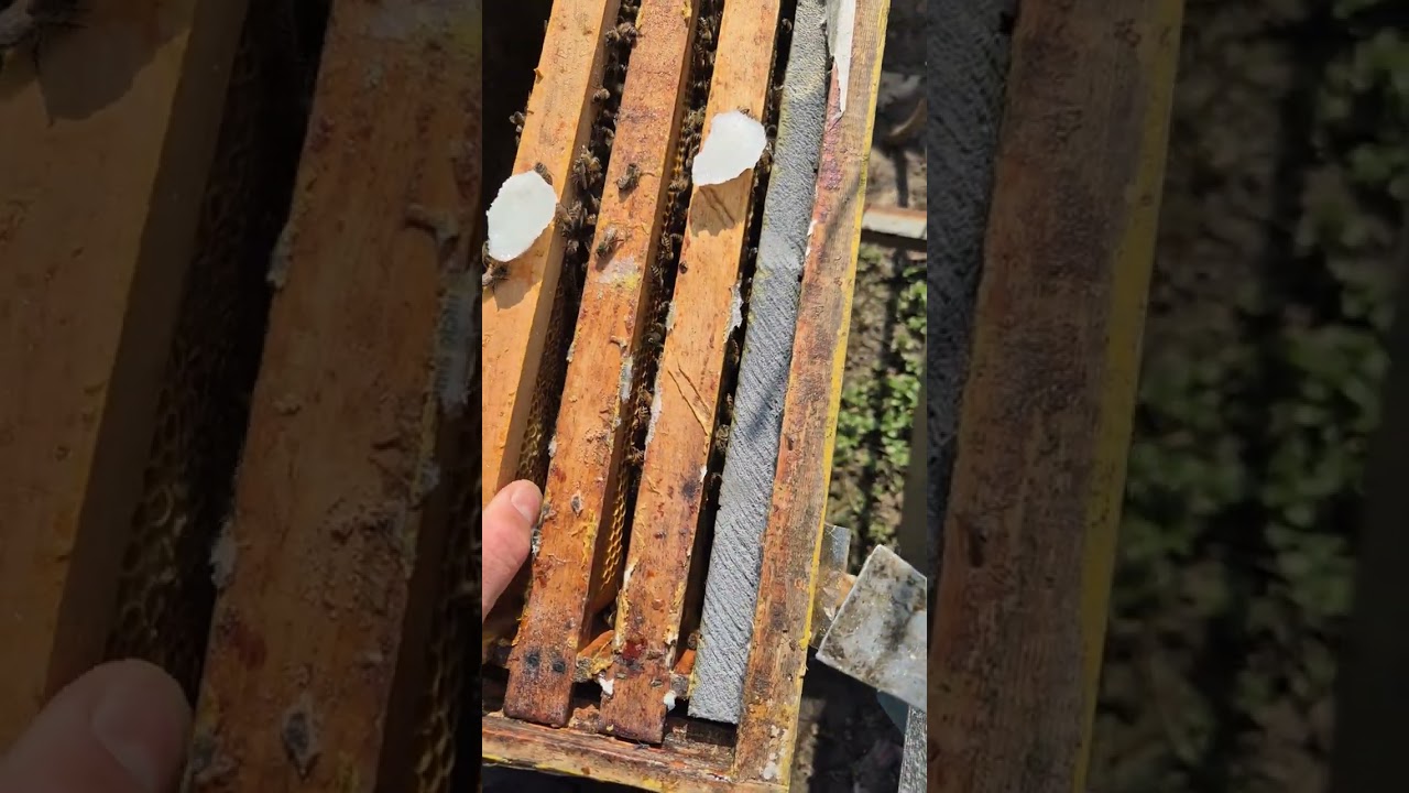 Pasta proteica si pulverizare cu apivirol