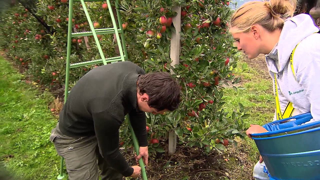 Sichere Apfelernte (manuell)