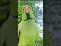 Mithu Katore Katore Mithu Talking Parrot Voice Cute Sibu17 Ytshorts Talkingparot Yt 