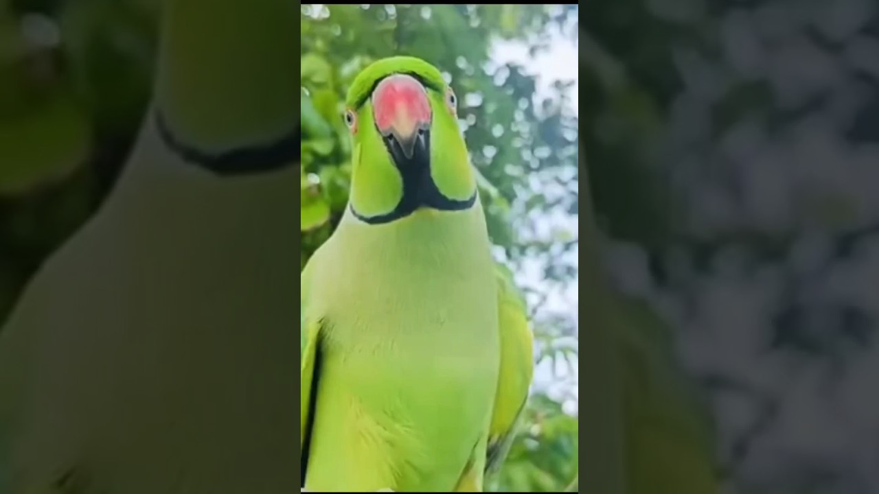 mithu katore katore 🧿 mithu talking parrot voice 