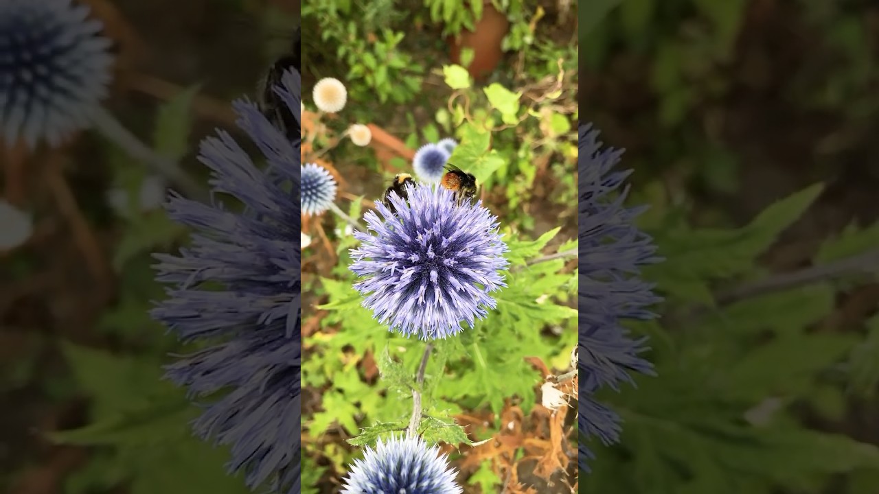 Echinops with bees