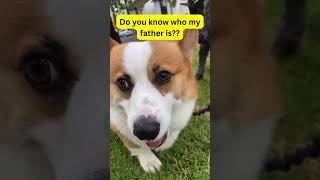 Do you know who my father is? #shorts #Cops #crime #corgi