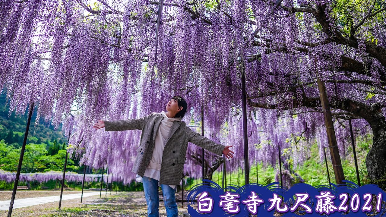 Byakugo Ji Temple Wisteria Flowers In Japan Demon Slayer Youtube