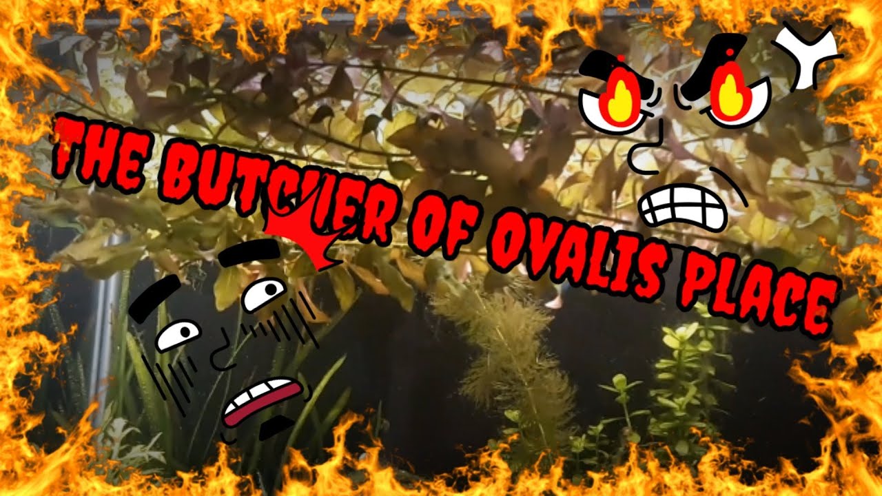 Butchering My Ludwigia Ovalis!