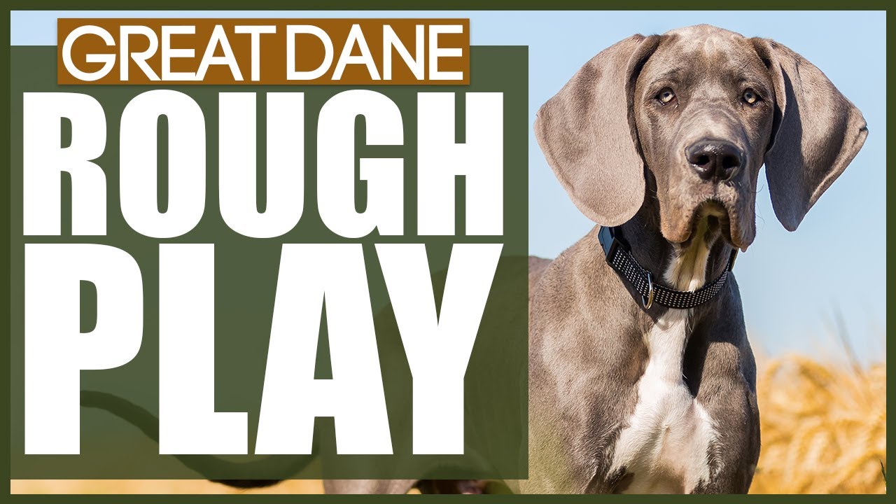 How To Stop Your GREAT DANE PLAYING ROUGH - YouTube