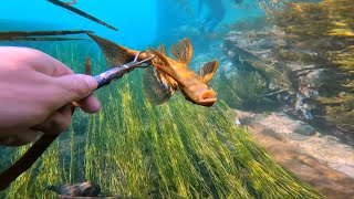 Spearfishing in the San Marcos River