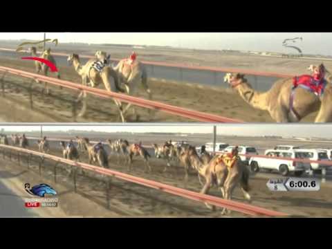 تأهيل الإيذاع للقبائل 6 ك 11 2 2015 ص ش8 الأسد لحمدان محمد عبيد المزروعي ت 9 30 0