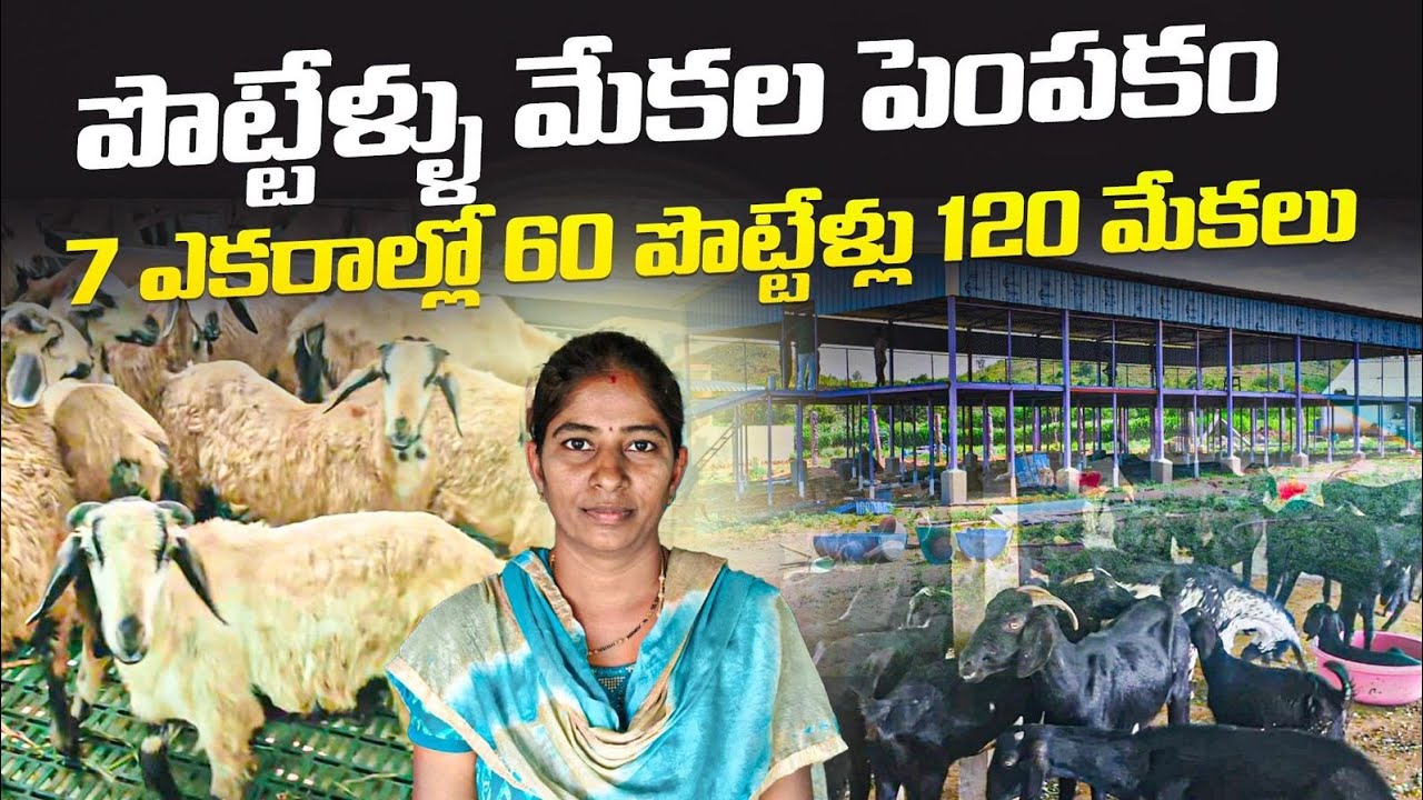 7 ఎకరాల్లో మేకల పొట్టేళ్ల పెంపకం !! sheep farming in telugu alikhankrk