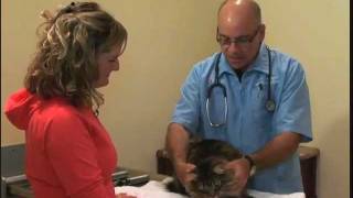 The Importance of a Yearly Physical Exam for your Cat
