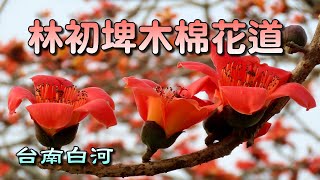 台南白河林初埤木棉花道