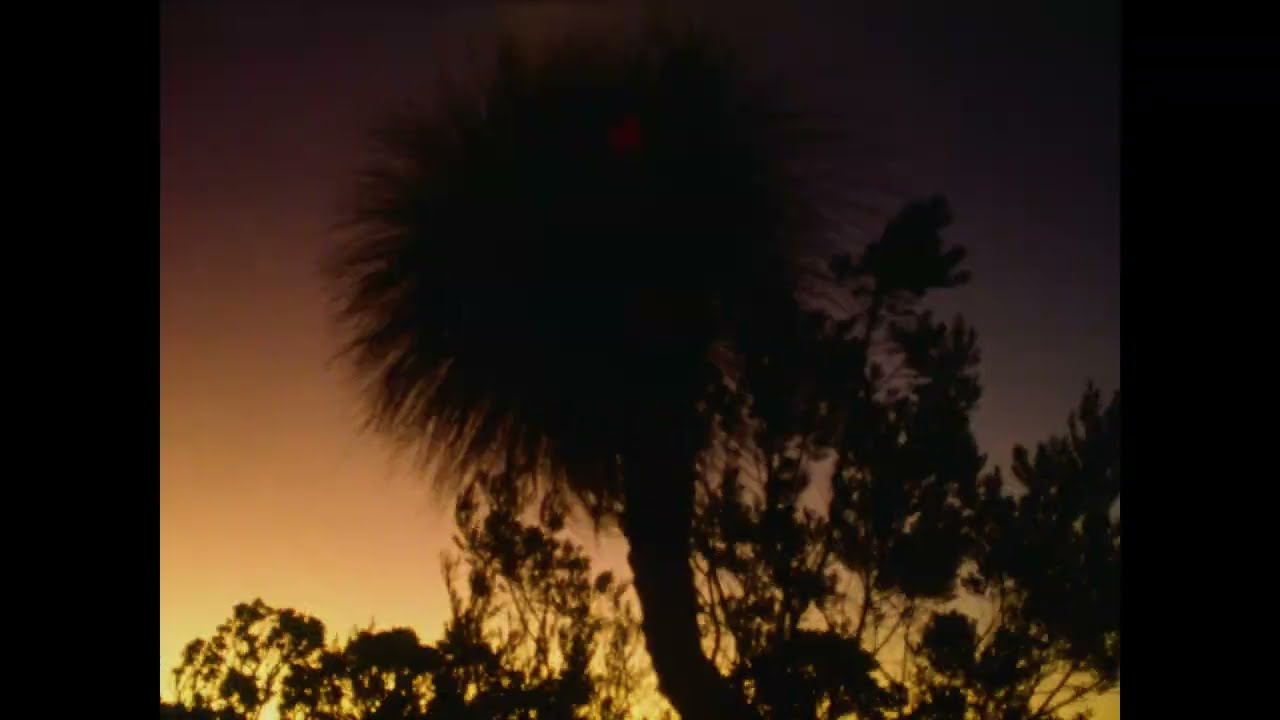 Cinéma du réel 2025 | Archipelago of Earthen Bones – To Bunya de Malena Szlam