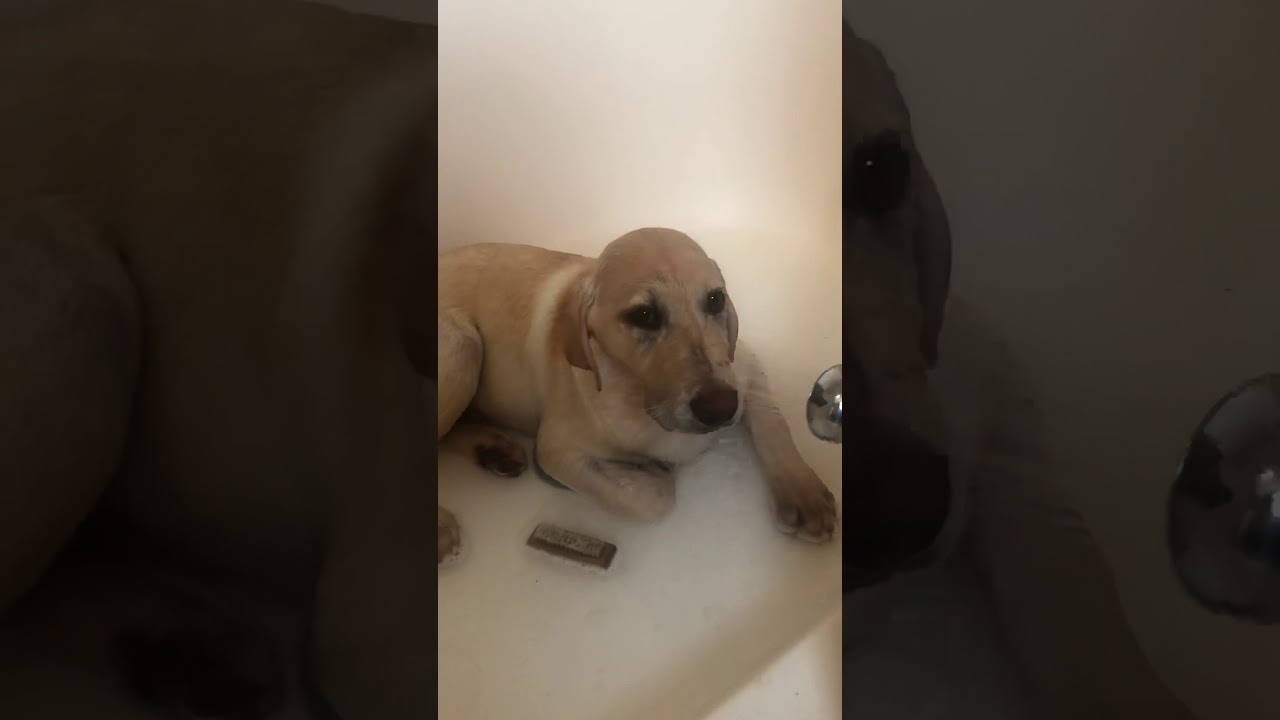Dog doesn’t want to take a shower YouTube