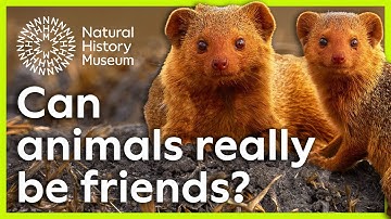 De mutualistische relatie tussen de dwergmangoest en de neushoornvogel | Verrassende wetenschap