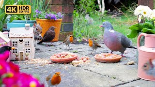 Cat TV for Cats to Watch 😸 Beautiful Birds & Squirrels 🕊️ Bird Videos & Cat Games