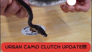 Famous Urban Camo Clutch Update!! Wealth