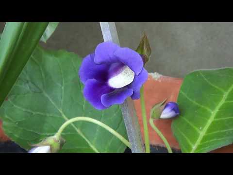 วีดีโอ: ประเภทและความหลากหลายของ Gloxinia (37 ภาพ): คำอธิบายของ Terry Gloxinia พันธุ์ 