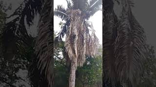 Surpreendido na zona Rural.