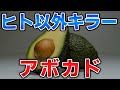 ゆっくり毒物vol.108　アボカド【ゆっくり解説】