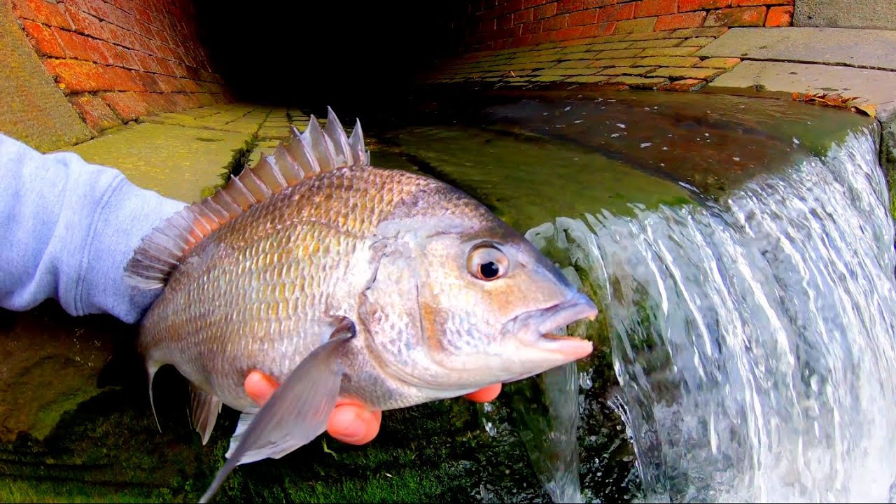 FISHING OUT OF A DRAIN!!! YouTube