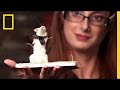 Exploring Taxidermy Concepts and Ethics