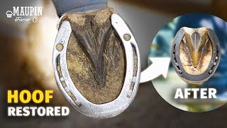 4K ASMR | Satisfying Full Hoof Restoration by Maupin Farrier Co 16,110 views 6 months ago 16 minutes