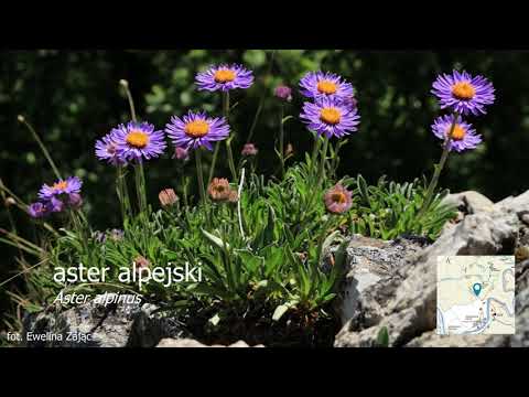 Wideo: Park Narodowy Mount Aspiring: Kompletny przewodnik