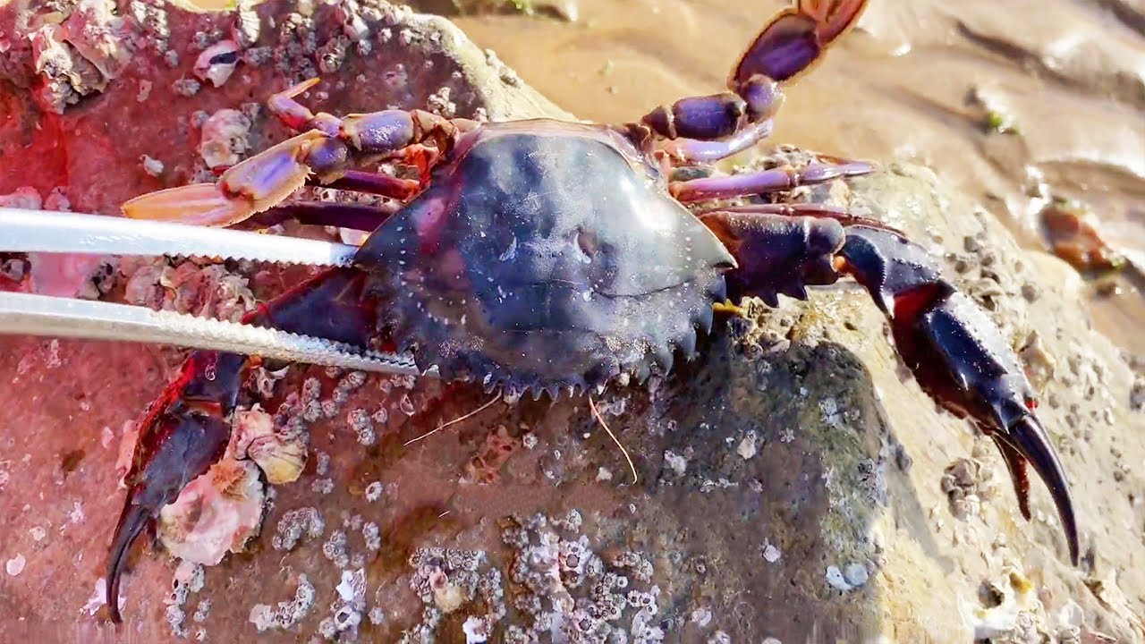 Возьмите два вида морепродуктов! Большое количество онкомеланий на пляже!