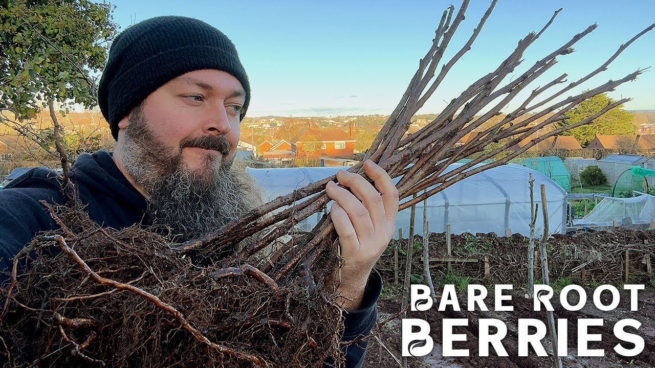 Plant Raspberries NOW! | Allotment Gardening UK - YouTube